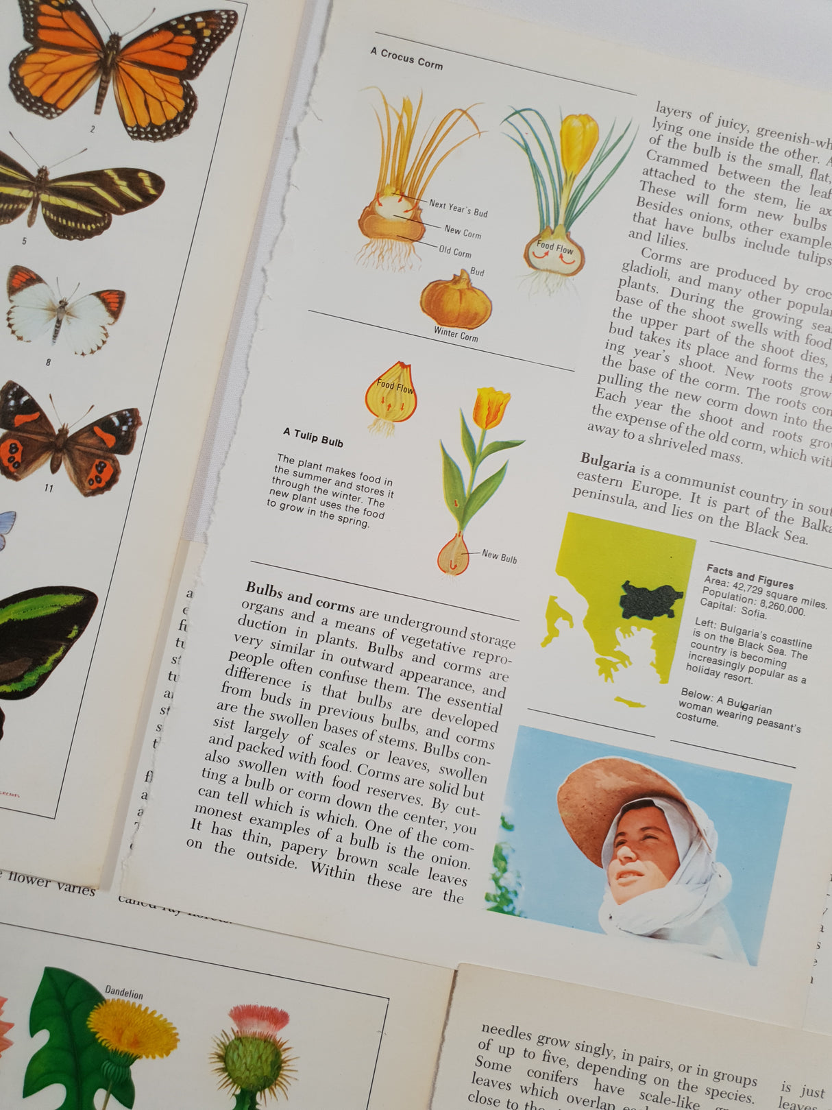 Authentic Vintage Encyclopedia Pages Pack - DF