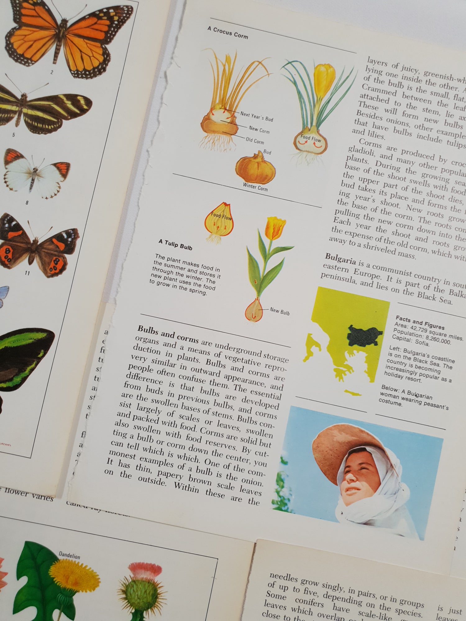Authentic Vintage Encyclopedia Pages Pack - DF