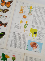 Authentic Vintage Encyclopedia Pages Pack - DF