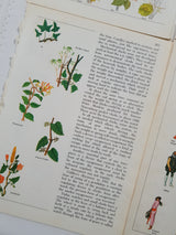 Authentic Vintage Encyclopedia Pages Pack - DF