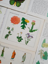 Authentic Vintage Encyclopedia Pages Pack - DF
