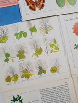 Authentic Vintage Encyclopedia Pages Pack - DF