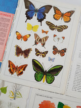 Authentic Vintage Encyclopedia Pages Pack - DF