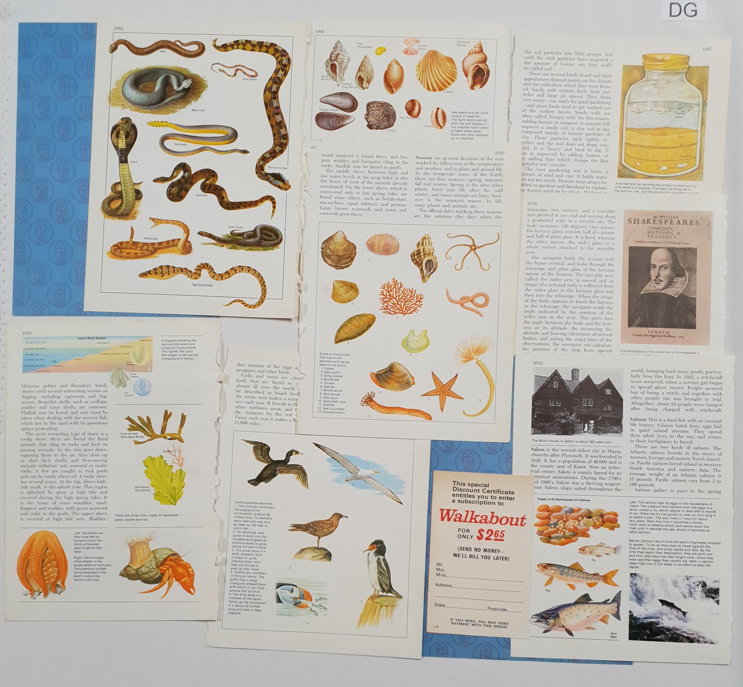 Authentic Vintage Encyclopedia Pages Pack - DG