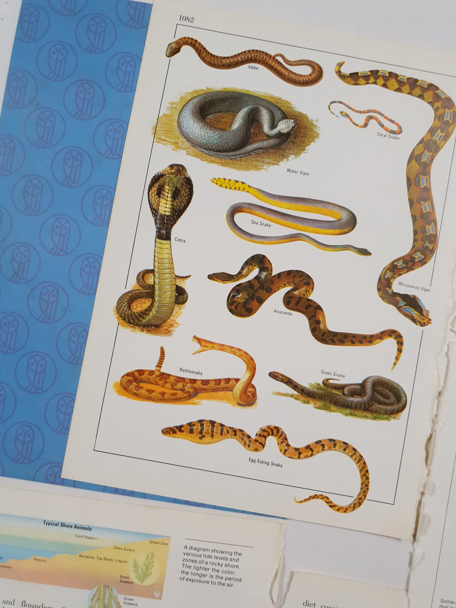 Authentic Vintage Encyclopedia Pages Pack - DG