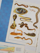 Authentic Vintage Encyclopedia Pages Pack - DG