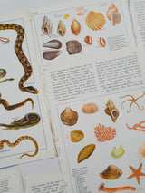 Authentic Vintage Encyclopedia Pages Pack - DG
