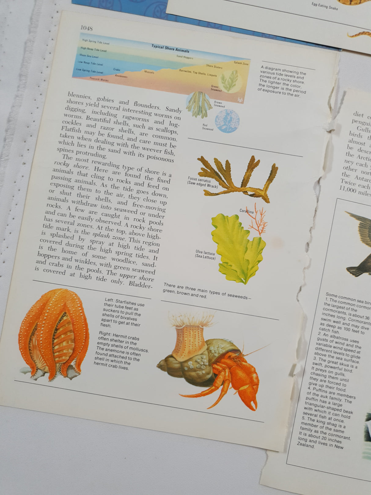 Authentic Vintage Encyclopedia Pages Pack - DG