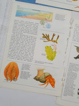 Authentic Vintage Encyclopedia Pages Pack - DG