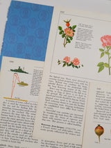 Authentic Vintage Encyclopedia Pages Pack - DH