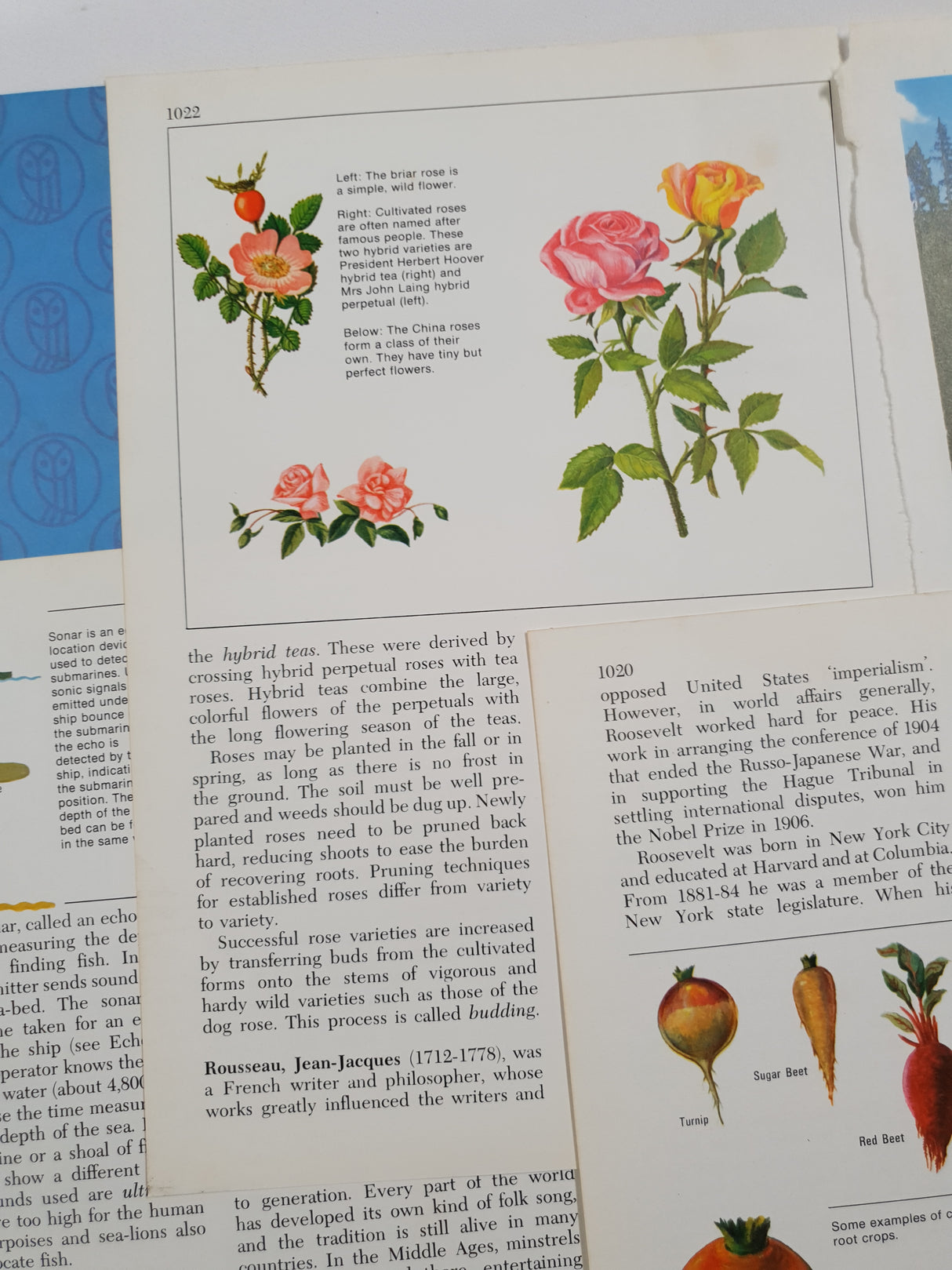 Authentic Vintage Encyclopedia Pages Pack - DH