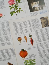 Authentic Vintage Encyclopedia Pages Pack - DH