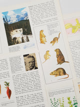 Authentic Vintage Encyclopedia Pages Pack - DH