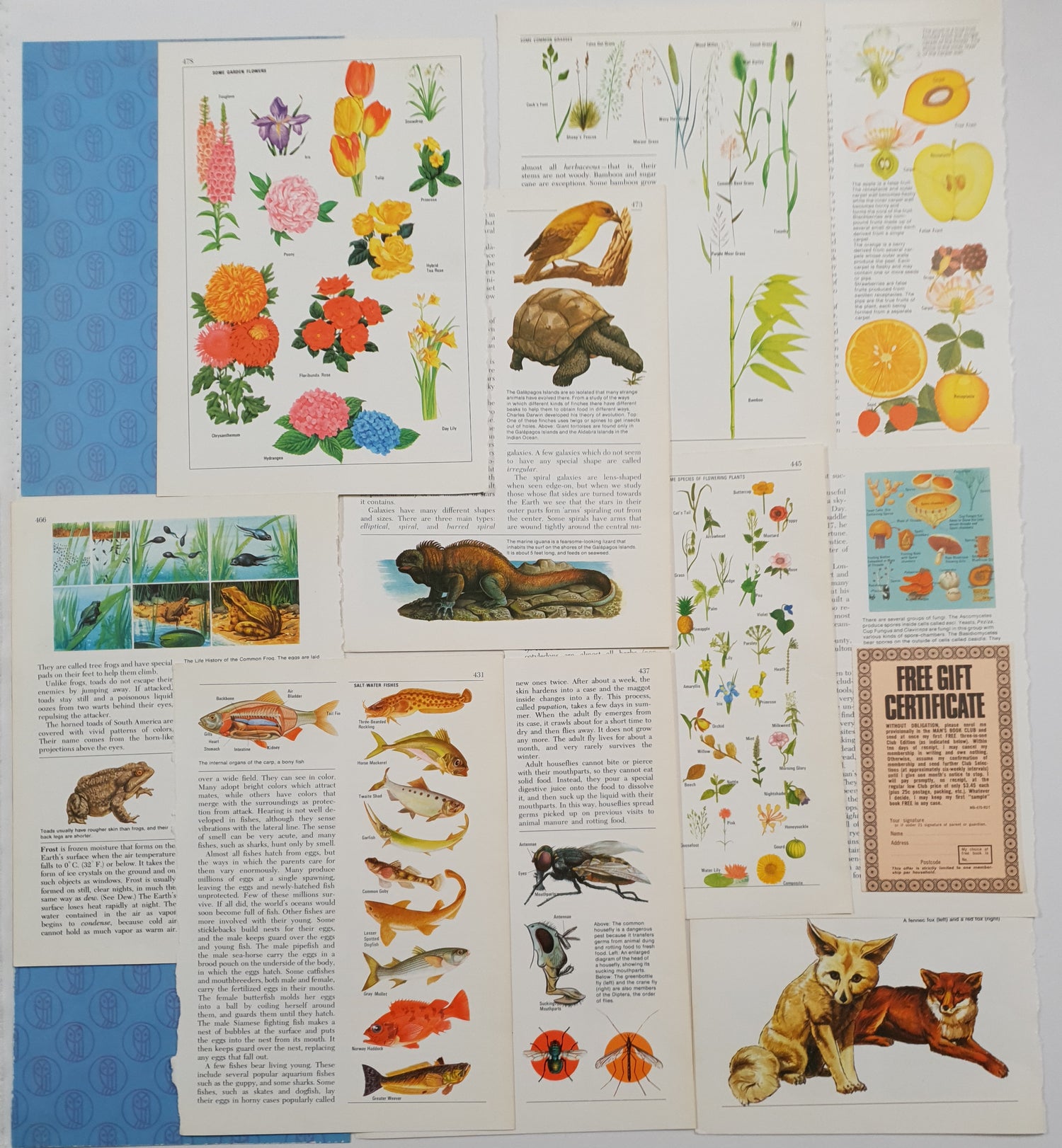 Authentic Vintage Encyclopedia Pages Pack - DI