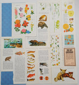 Authentic Vintage Encyclopedia Pages Pack - DI