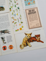 Authentic Vintage Encyclopedia Pages Pack - DI