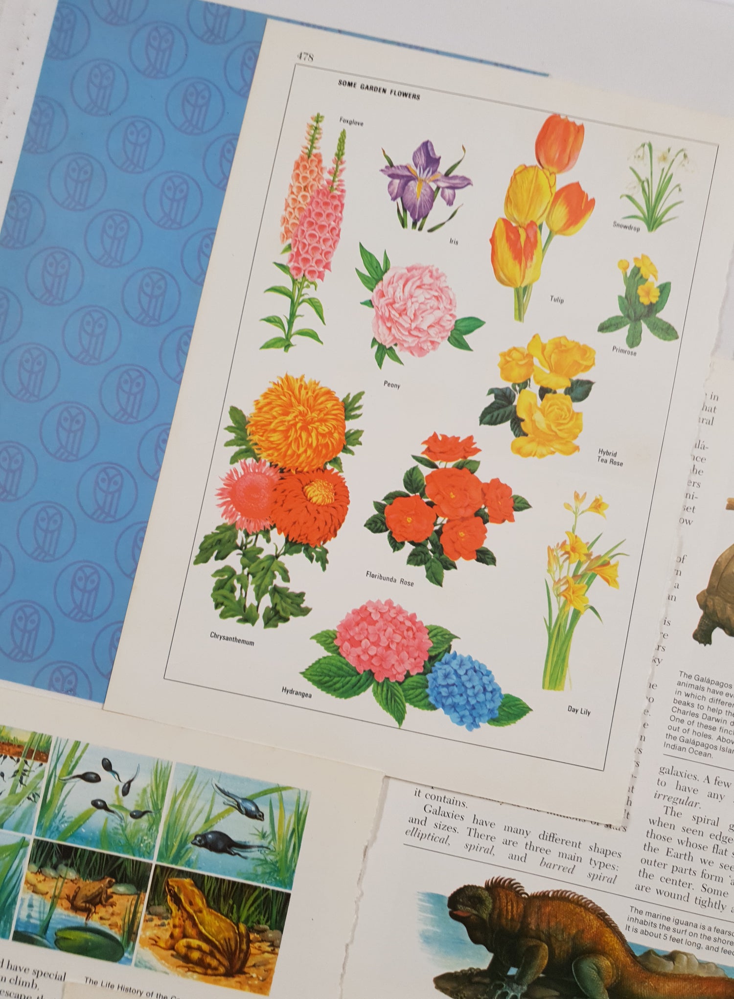 Authentic Vintage Encyclopedia Pages Pack - DI