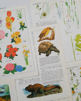 Authentic Vintage Encyclopedia Pages Pack - DI
