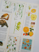 Authentic Vintage Encyclopedia Pages Pack - DI