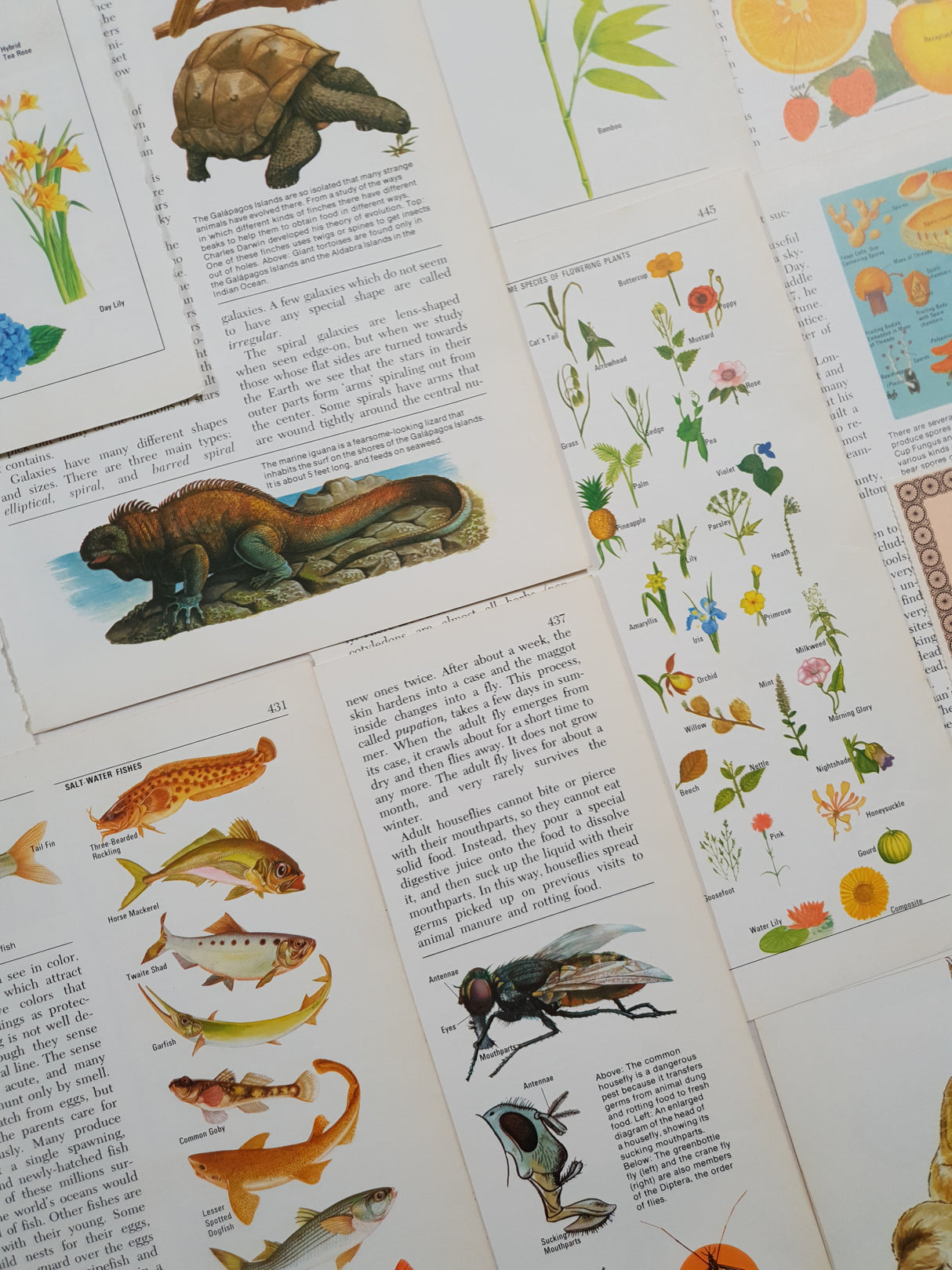 Authentic Vintage Encyclopedia Pages Pack - DI