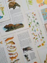 Authentic Vintage Encyclopedia Pages Pack - DI