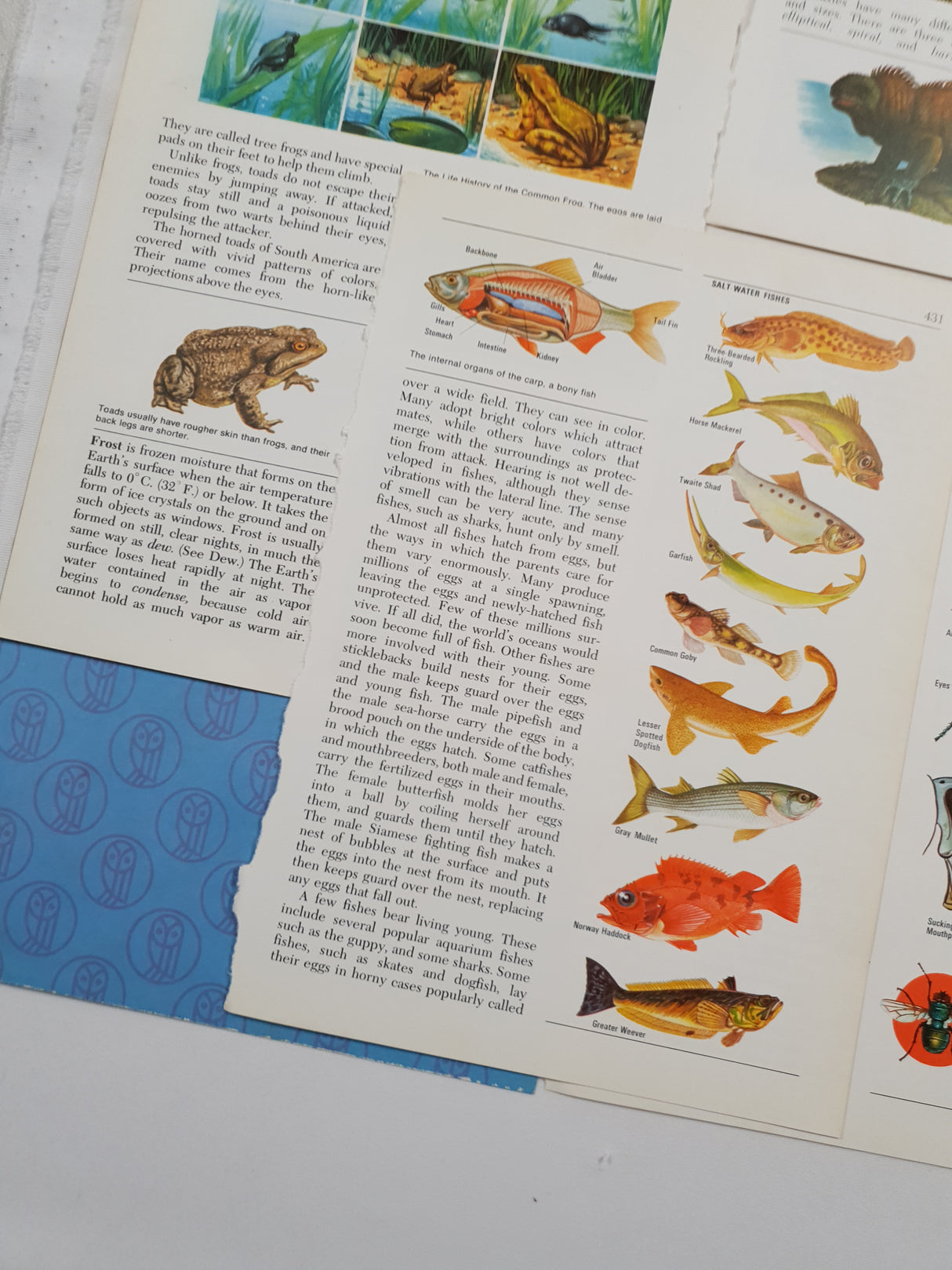 Authentic Vintage Encyclopedia Pages Pack - DI