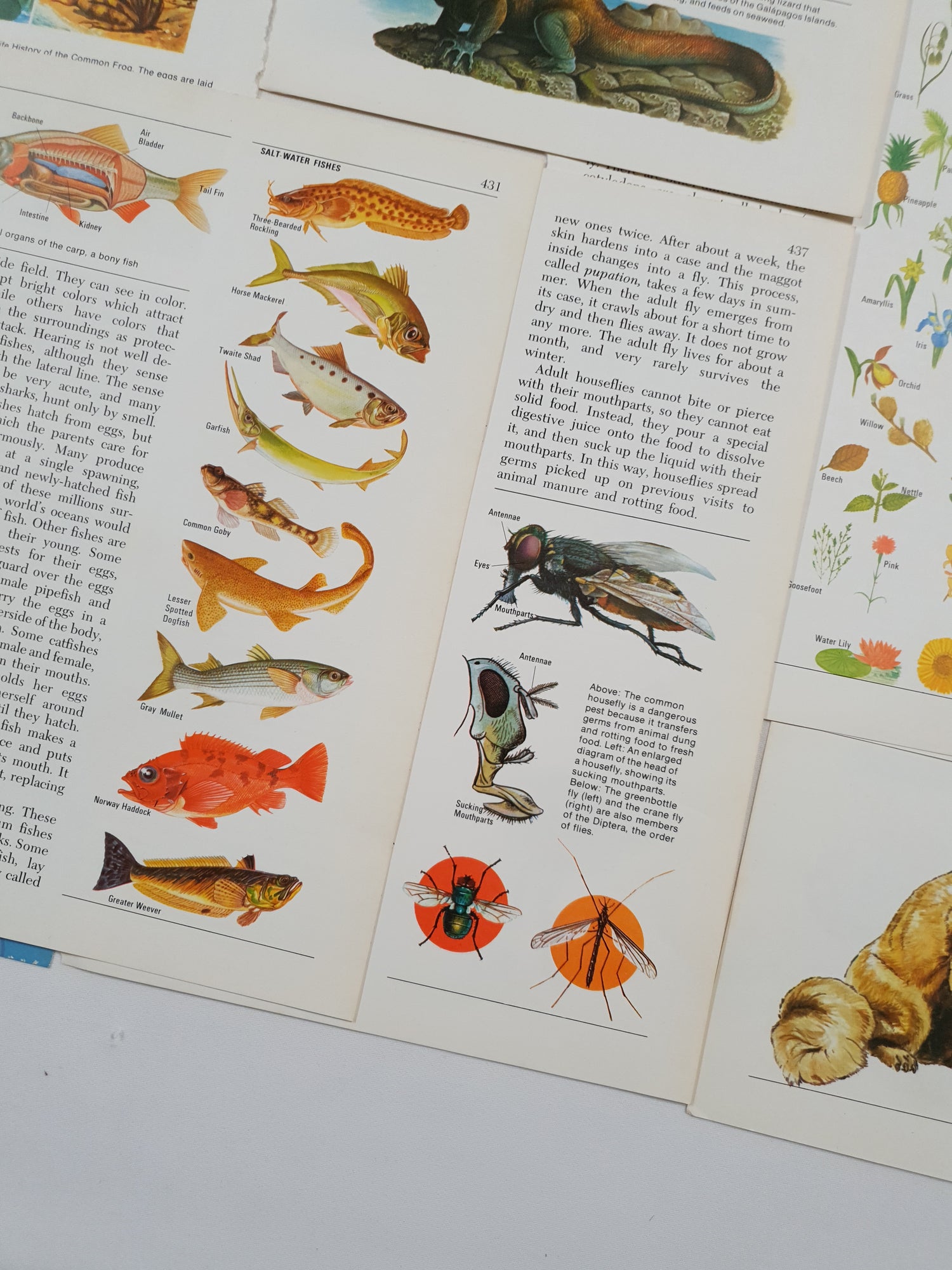 Authentic Vintage Encyclopedia Pages Pack - DI