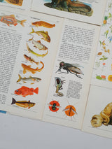 Authentic Vintage Encyclopedia Pages Pack - DI