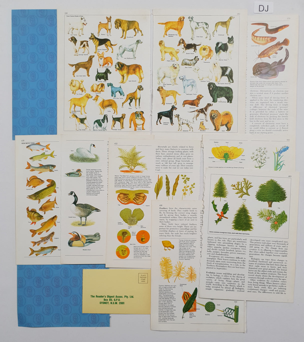 Authentic Vintage Encyclopedia Pages Pack - DJ