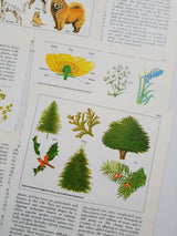 Authentic Vintage Encyclopedia Pages Pack - DJ