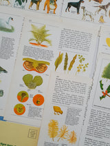 Authentic Vintage Encyclopedia Pages Pack - DJ