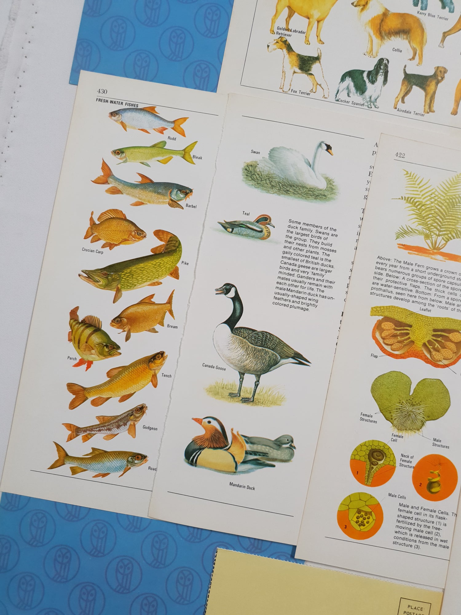 Authentic Vintage Encyclopedia Pages Pack - DJ