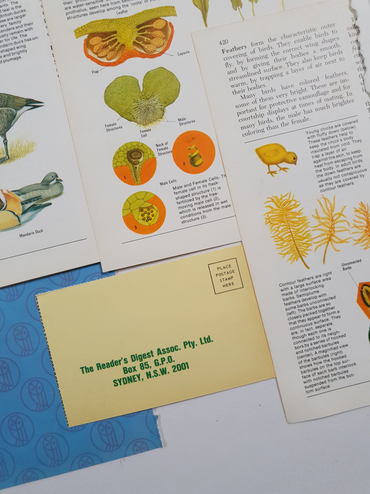 Authentic Vintage Encyclopedia Pages Pack - DJ