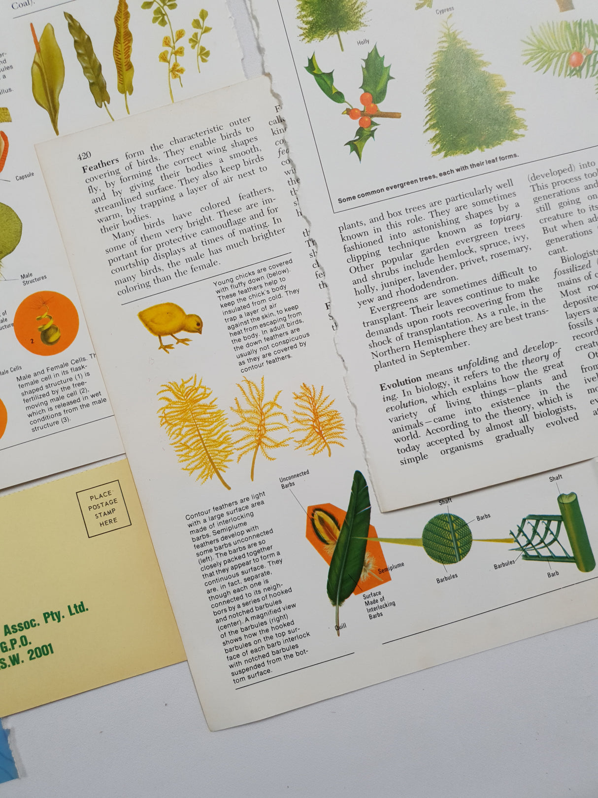 Authentic Vintage Encyclopedia Pages Pack - DJ