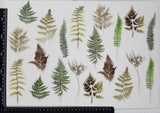 Stickers - Leaves - (SP-4225)
