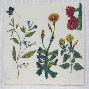 Decoupage Napkin - (DN-8161) - Antique Botanicals