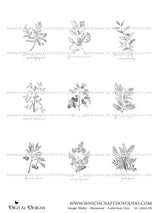 Image Slides - Botanical - Collection One - DI-10062 - Digital Download