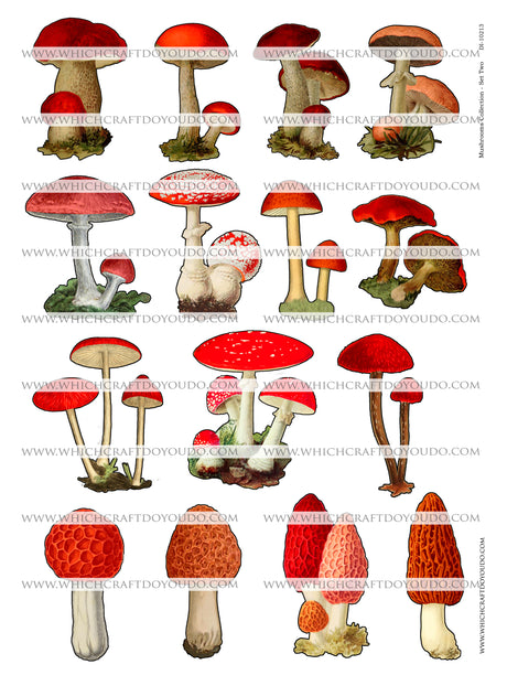 Mushroom Collection - Set Two - DI-10213 - Digital Download