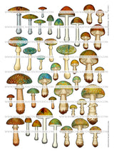 Mushroom Collection - Set Two - DI-10213 - Digital Download