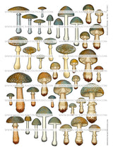 Mushroom Collection - Set Two - DI-10213 - Digital Download