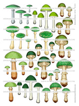 Mushroom Collection - Set Two - DI-10213 - Digital Download