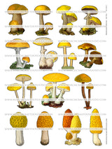 Mushroom Collection - Set Two - DI-10213 - Digital Download