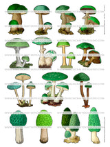 Mushroom Collection - Set Two - DI-10213 - Digital Download