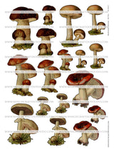 Mushroom Collection - Set Two - DI-10213 - Digital Download