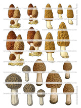 Mushroom Collection - Set Two - DI-10213 - Digital Download