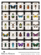 Specimen Tray Collection - Set One - DI-10186 - Digital Download