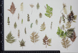 Stickers - Ferns & Leaves - (SP-4159)